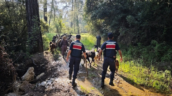Kumluca’da Kayıp 41 Keçi Jandarmadan Kaçamadı: Sahibine Teslim Edildi