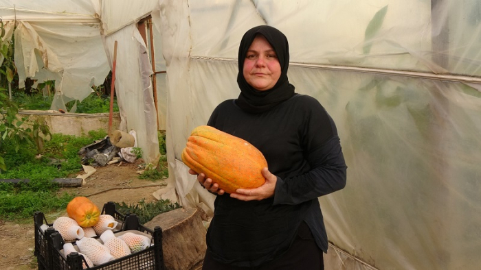 Alanya’da Papaya Hasadı Başladı: Tropikal Meyveye Yoğun İlgi