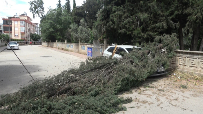 Antalya’da Şiddetli Rüzgar Ağacı Devirdi: Araç Hasar Gördü