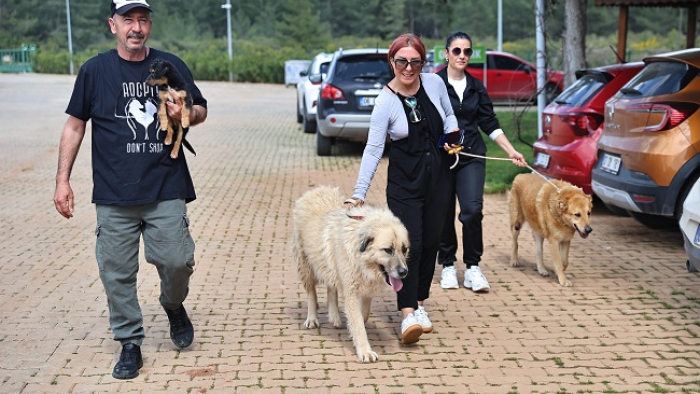 Antalya’da Sahipsiz Hayvanlar Yeni Yuvalarını Bekliyor