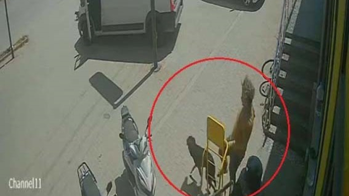 Antalya'da Hayvanlara Eziyet Eden Rus Turist Sınır Dışı Ediliyor!