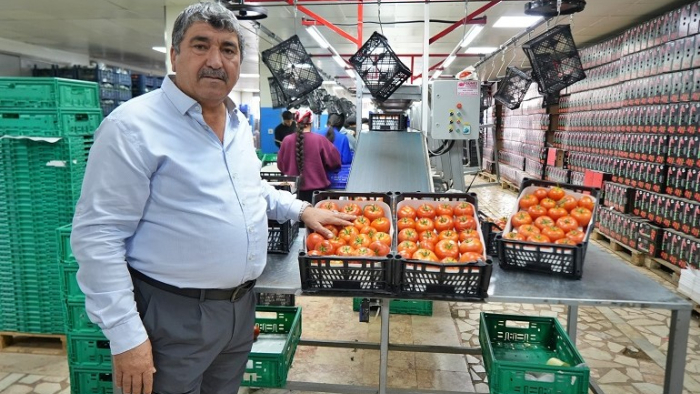 Antalya Hali'nde Domates Rekora Koşuyor