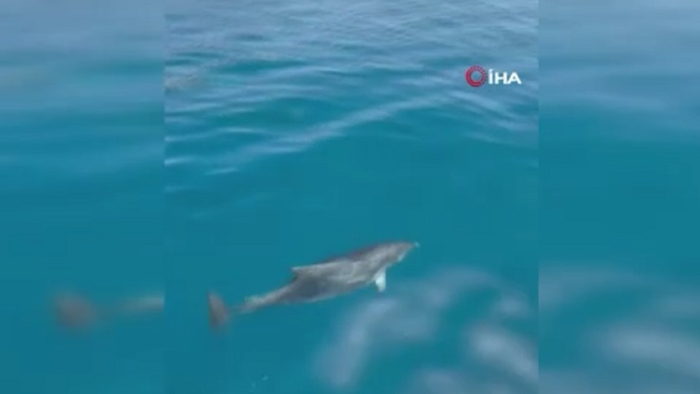 Alanya’da Turistlere Sürpriz: Yunuslar Tekneyle Yarıştı!